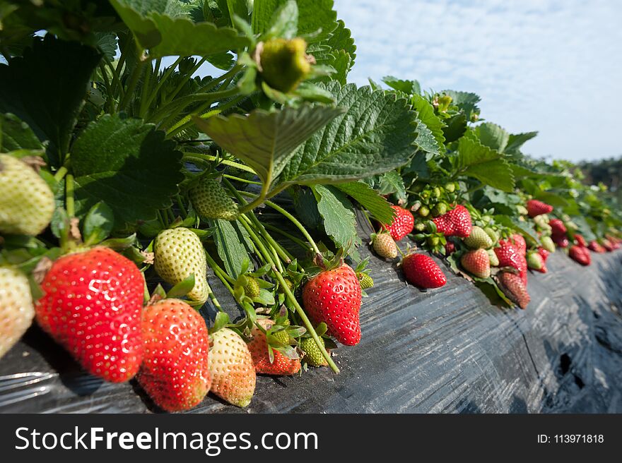 Strawberry fruits growing