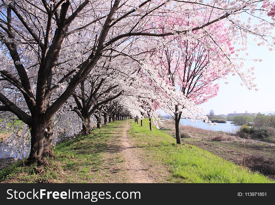 Cherry blossoms on Katsuragawa river bank