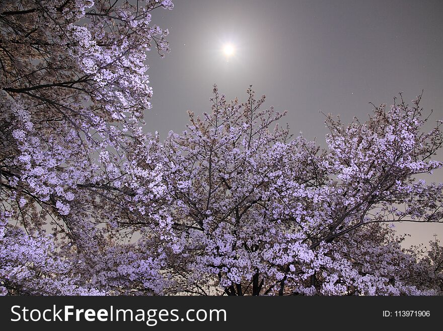 This picture was taken on the river bank between Katsuragawa river and tenjingawa river. it was sunny day, and there are many cherry blossoms in early spring. This picture was taken on the river bank between Katsuragawa river and tenjingawa river. it was sunny day, and there are many cherry blossoms in early spring.