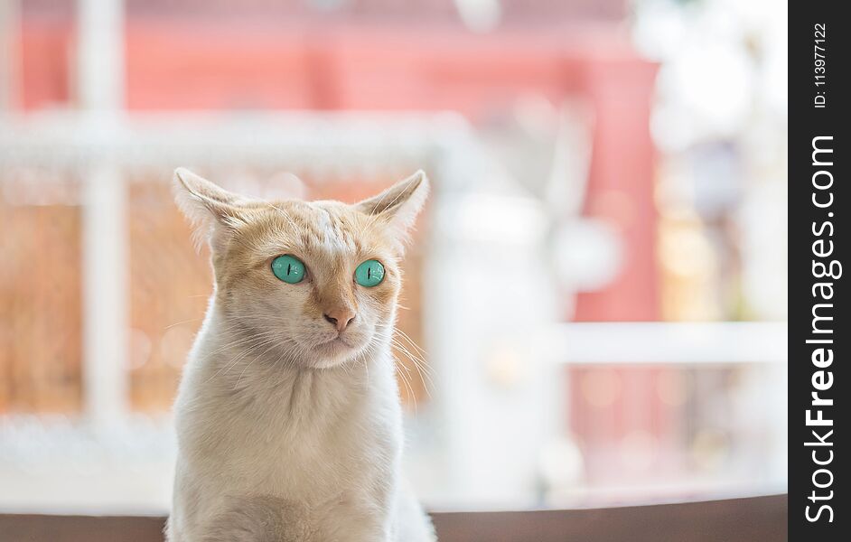 Closeup cute cat with beautiful green eye sit on table on blurred house view background