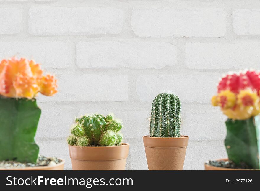 Closeup fresh green cactus in brown plastic pot for decorate with blurred group of color cactus and white brick wall textured back