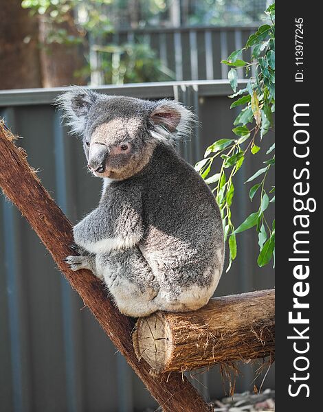 Cute Little Wild Koala Closeup Portrait Australia