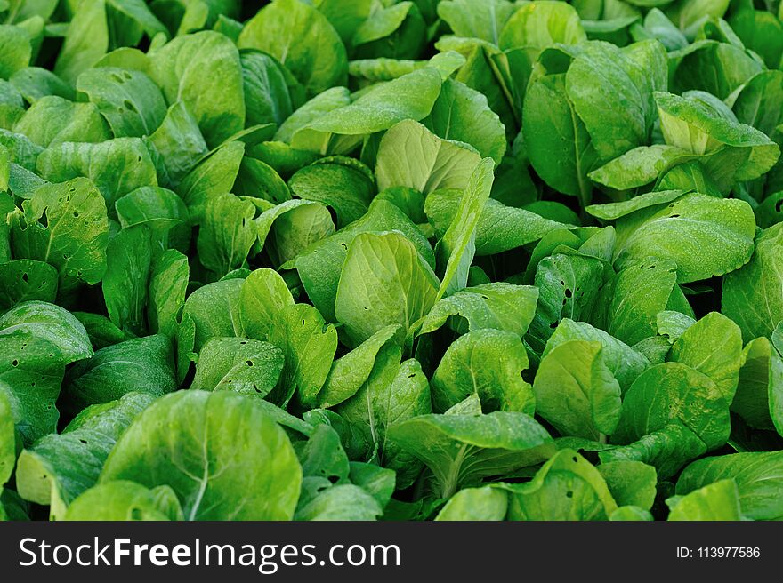 Green Choysum Plants In Growth