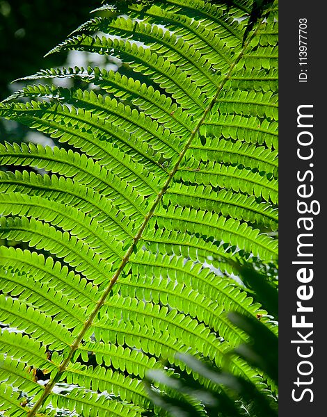 Tree fern leaf. Natural background