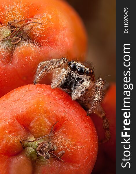 Very small jumping spider and two orange rowan fruits. Very small jumping spider and two orange rowan fruits