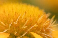 Yellow Flower Close Up Background. Royalty Free Stock Photos Yellow Flower Close Up Background. Royalty Free Stock Photos