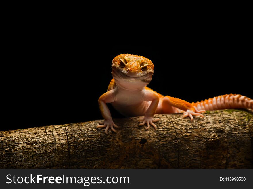 Smiley Leopard Gecko Macro Photo-4