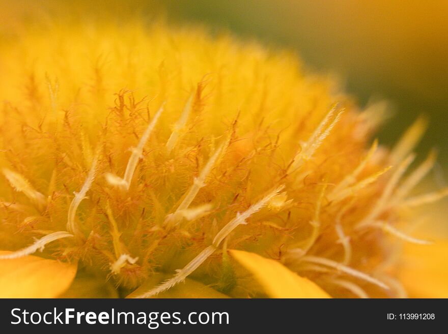 Yellow Flower Close Up Background.