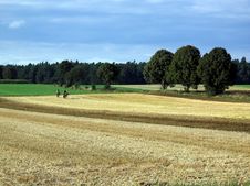 Field With Horses Stock Image Field With Horses Stock Image