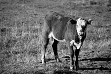 Young Calf In Black And White Royalty Free Stock Image Young Calf In Black And White Royalty Free Stock Image