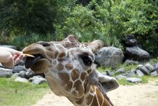 Hand-feeding Of Giraffe Stock Images