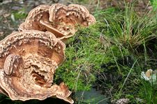 Strange Mushrooms Stock Photo
