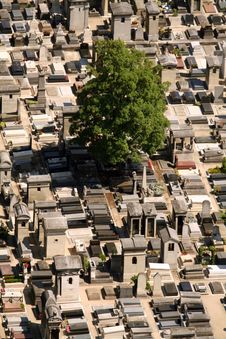 Tree In A Cemetary Stock Image Tree In A Cemetary Stock Image