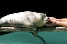 Seal Stock Photography