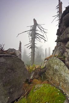 Foggy Morning In Dead Forest Stock Image Foggy Morning In Dead Forest Stock Image