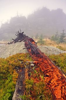 Foggy Morning In Dead Forest Stock Photos Foggy Morning In Dead Forest Stock Photos