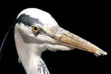 Grey Heron Royalty Free Stock Image