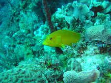 Yellow Coney Stock Image Yellow Coney Stock Image