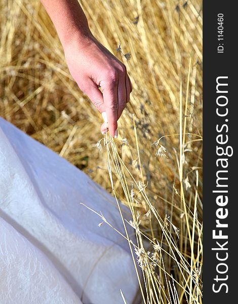 Hand touching a long grass. Hand touching a long grass