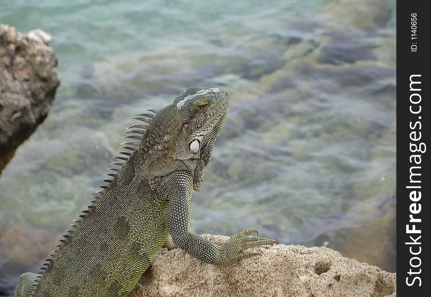 Five foot lizard in Bonaire