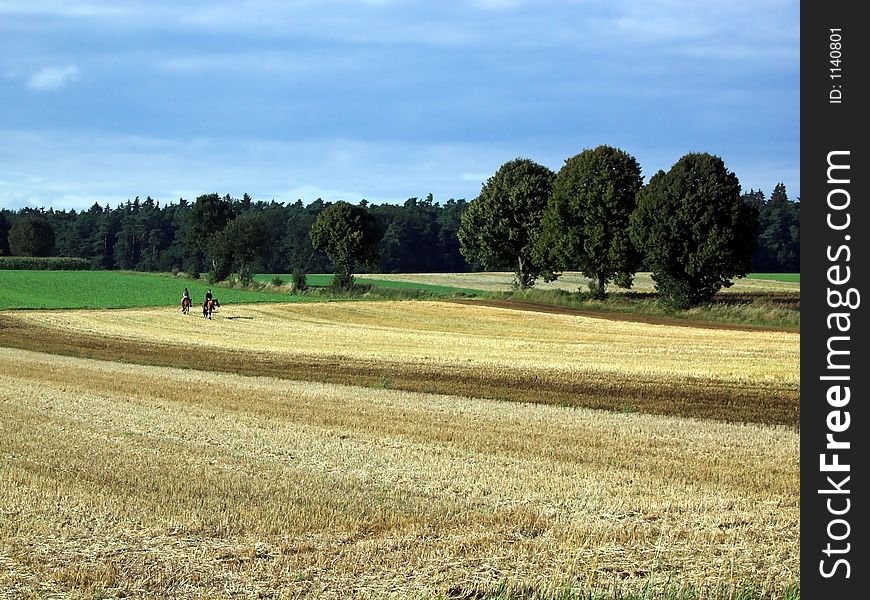 The image shows a mown field after the harvest.  On the right side of the picture are three trees, in the back is a wood. Far away two horseman riding on a mowed field. The sky is cloudy and blue. The image shows a mown field after the harvest.  On the right side of the picture are three trees, in the back is a wood. Far away two horseman riding on a mowed field. The sky is cloudy and blue.