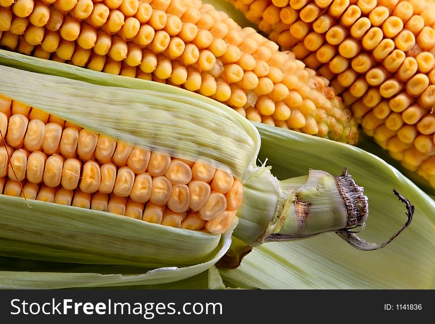 Big  ears of corn before culinary processing. Big  ears of corn before culinary processing