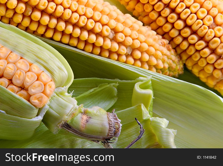 Corn In Ears