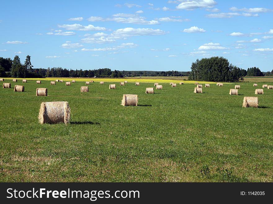 Estonian Landscape