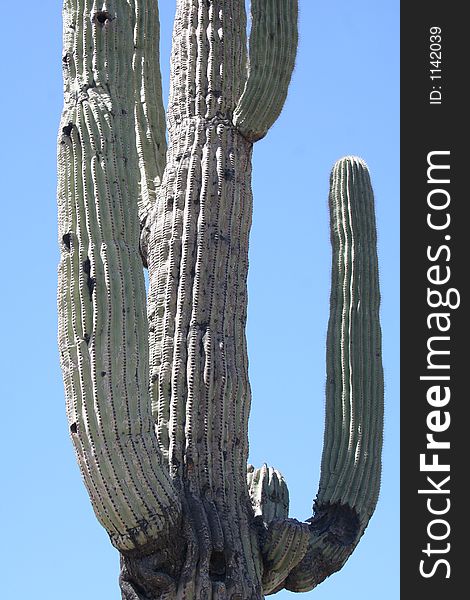 Cactus in Arizona desert