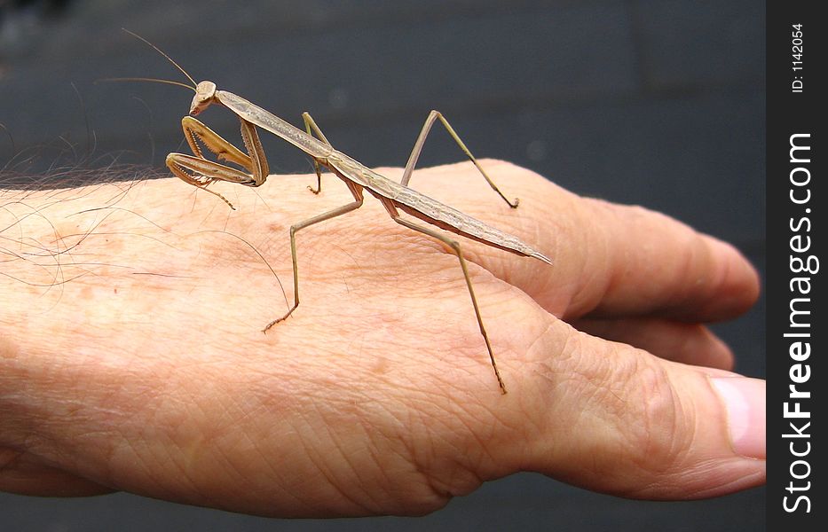 A praying mantis on mans hand