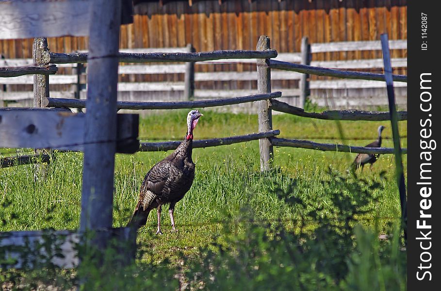 This image of the two wild turkeys was taken in a farm yard in western MT.