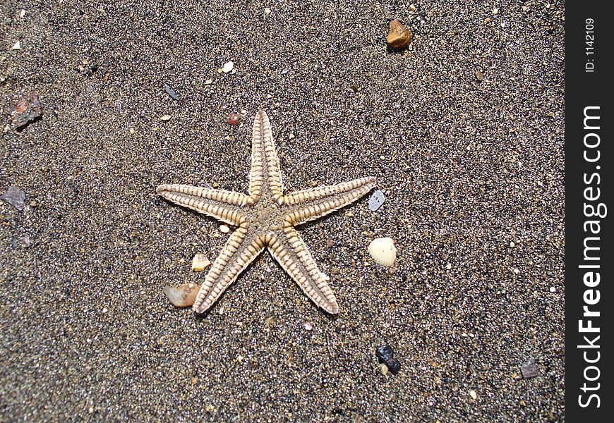 Small starfish on a sandy beach. Small starfish on a sandy beach