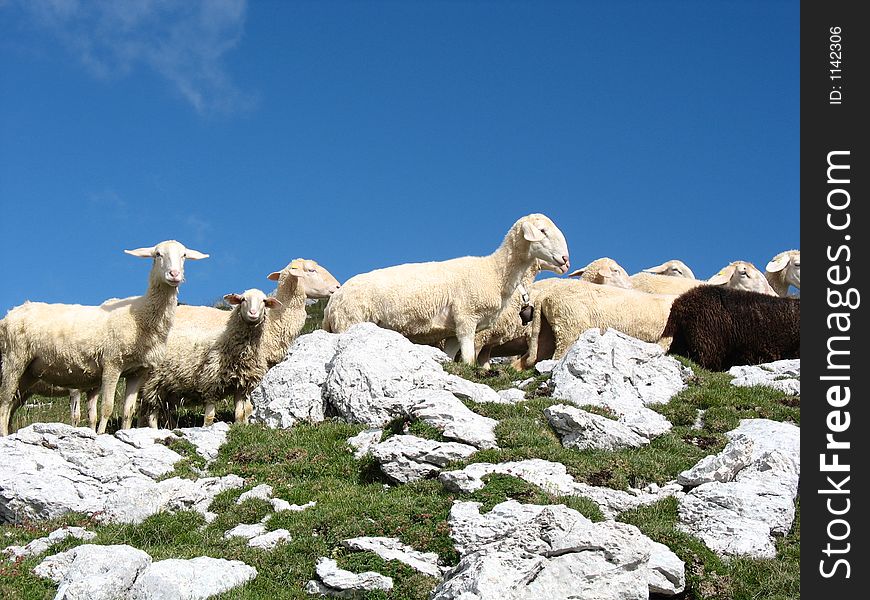 Sheep  in the Meadow,  at the mountains. Sheep  in the Meadow,  at the mountains