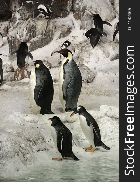 A shot of emperor penguins on arctic landscape