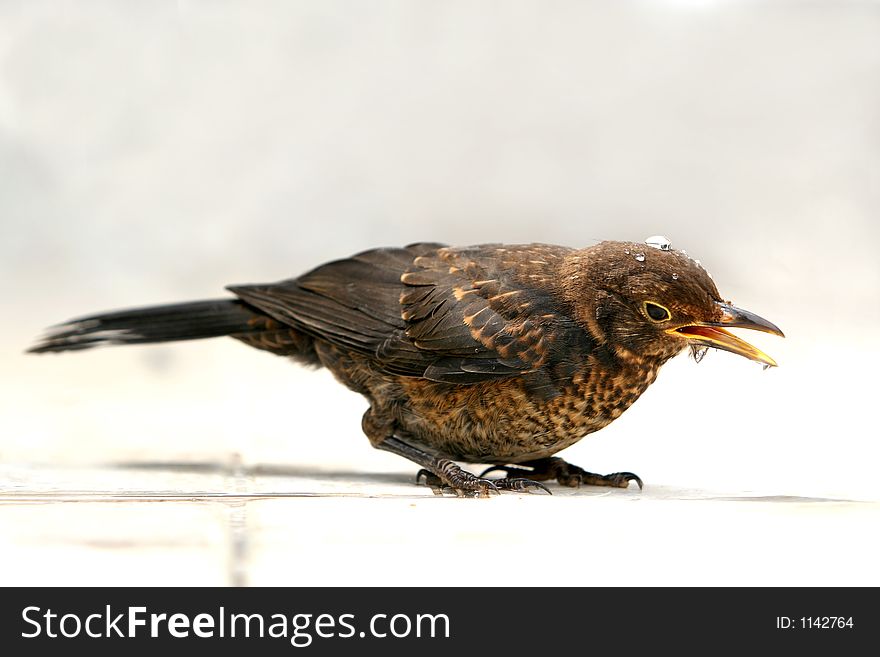 Thirsty starling after taking a drink. Thirsty starling after taking a drink