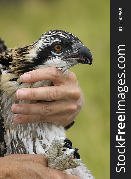 Juvenile osprey (Pandion haliaetus) being held for banding event