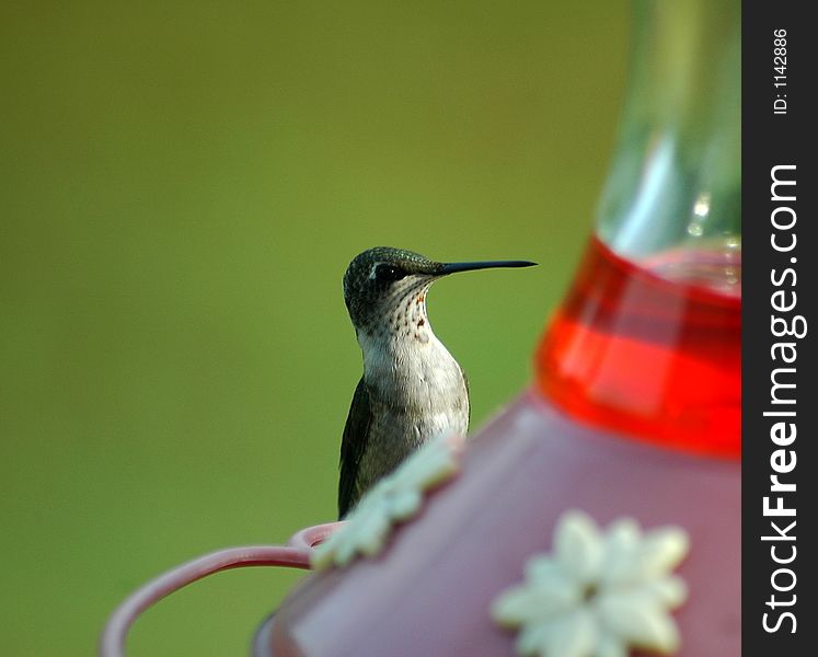 Photographed Hummingbird feeding on nectar in our backyard in Georgia.