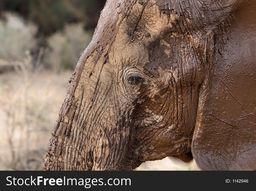 Adult elephant face all covered with mud. Adult elephant face all covered with mud