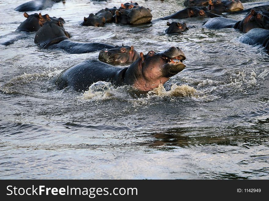 Common Hippopotamuses in the Mara River