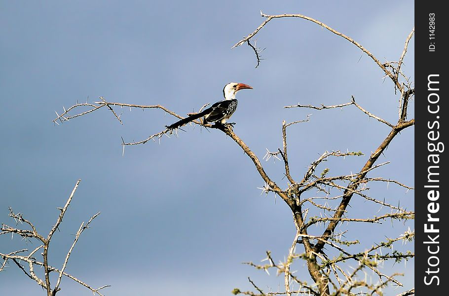 Hornbill sitting in a tree. Hornbill sitting in a tree