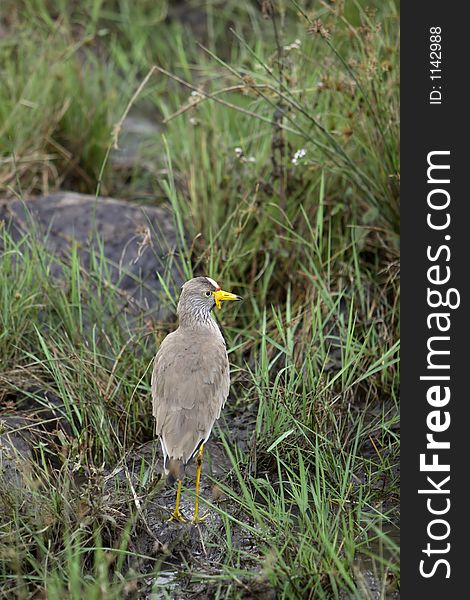 Wattled Lapwing standing in the tall grass