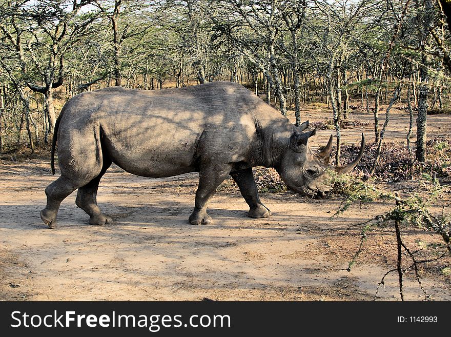 Rhinoceros walking in the brush