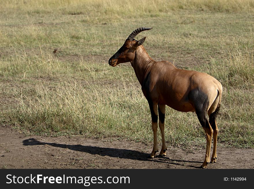 Profile of a Topi in the wild