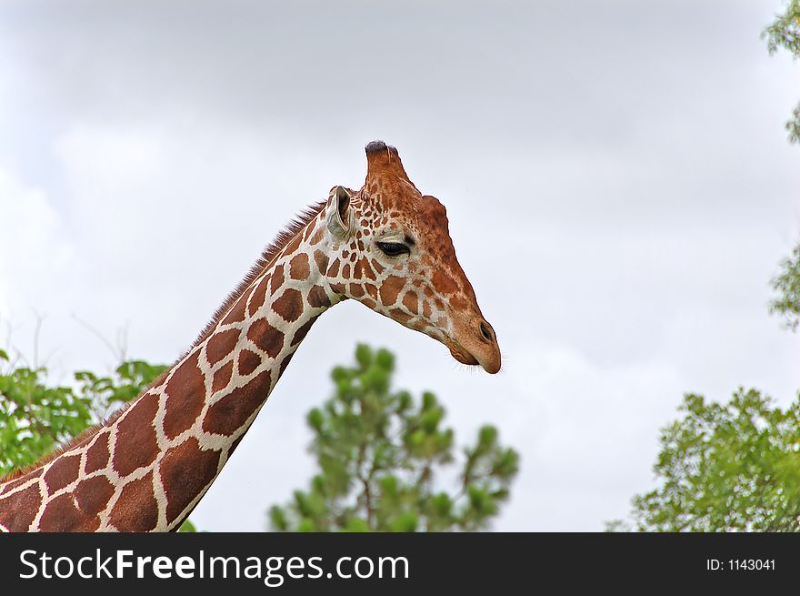 Head shot of giraffe during safari