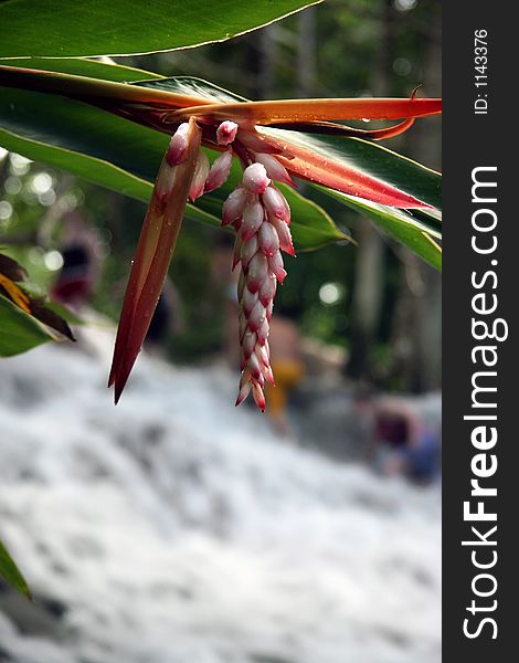 Exotic flower hanging over a river