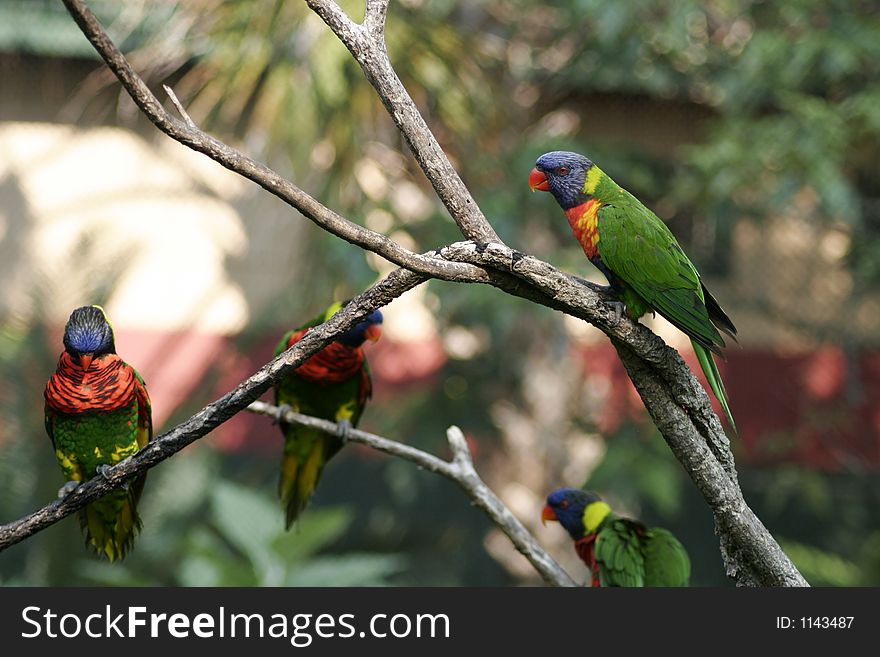 Group of Rainbow Lorikeets on a branch.