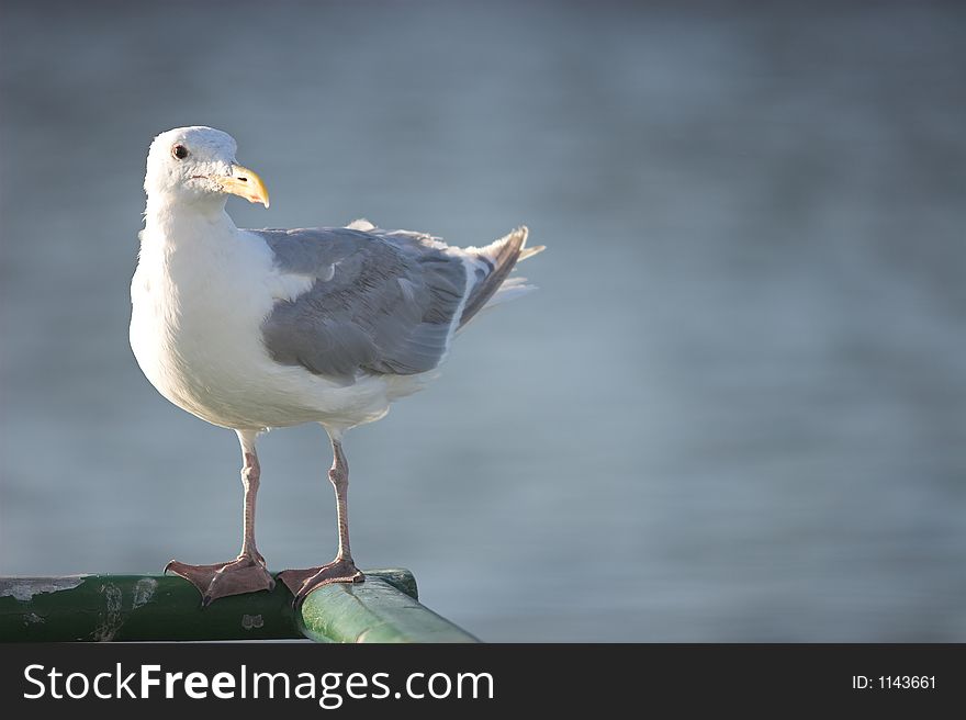 Seagull standing on ferry railing against blue water, looking right. Seagull standing on ferry railing against blue water, looking right