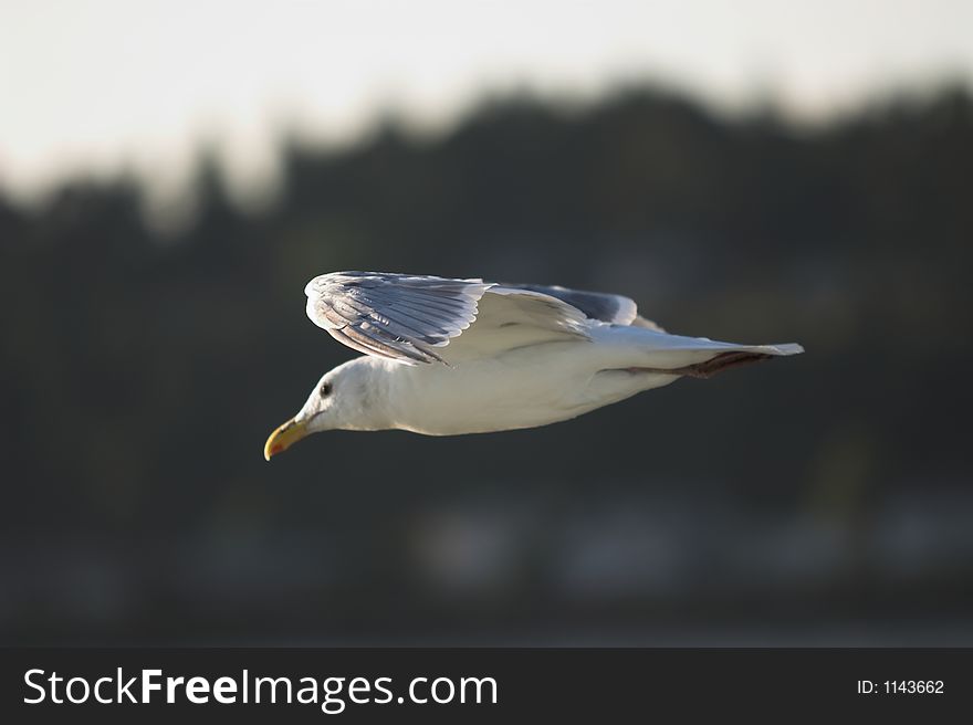 Seagull flying from below against forest and sky