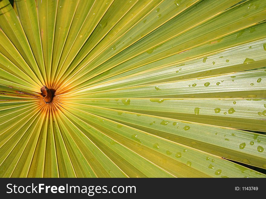 Radial Pattern Palm