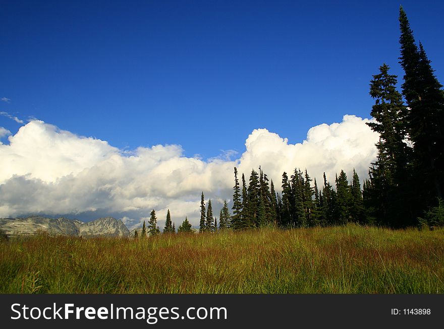 A beautiful field of green and red grasses and flowers. A beautiful field of green and red grasses and flowers.